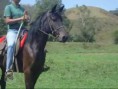 LED ZEPELLIN CAVALO MANGALARGA MARCHA PICADA